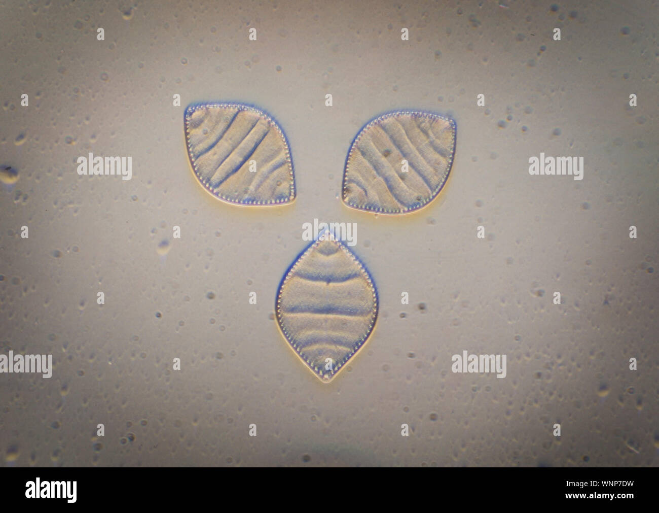 Diatom, Cymatopleura elliptica, brightfield photomicrograph, oblique illumination Stock Photo