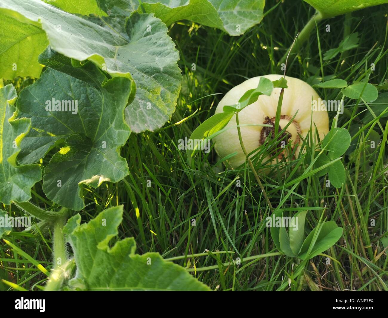 Pumpkin plantation hi-res stock photography and images - Alamy