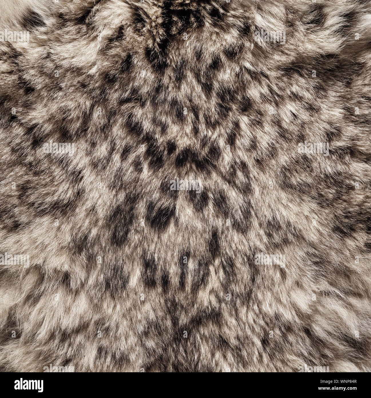 Snow leopard, fur pelt showing characteristic markings, Panthera unica Stock Photo