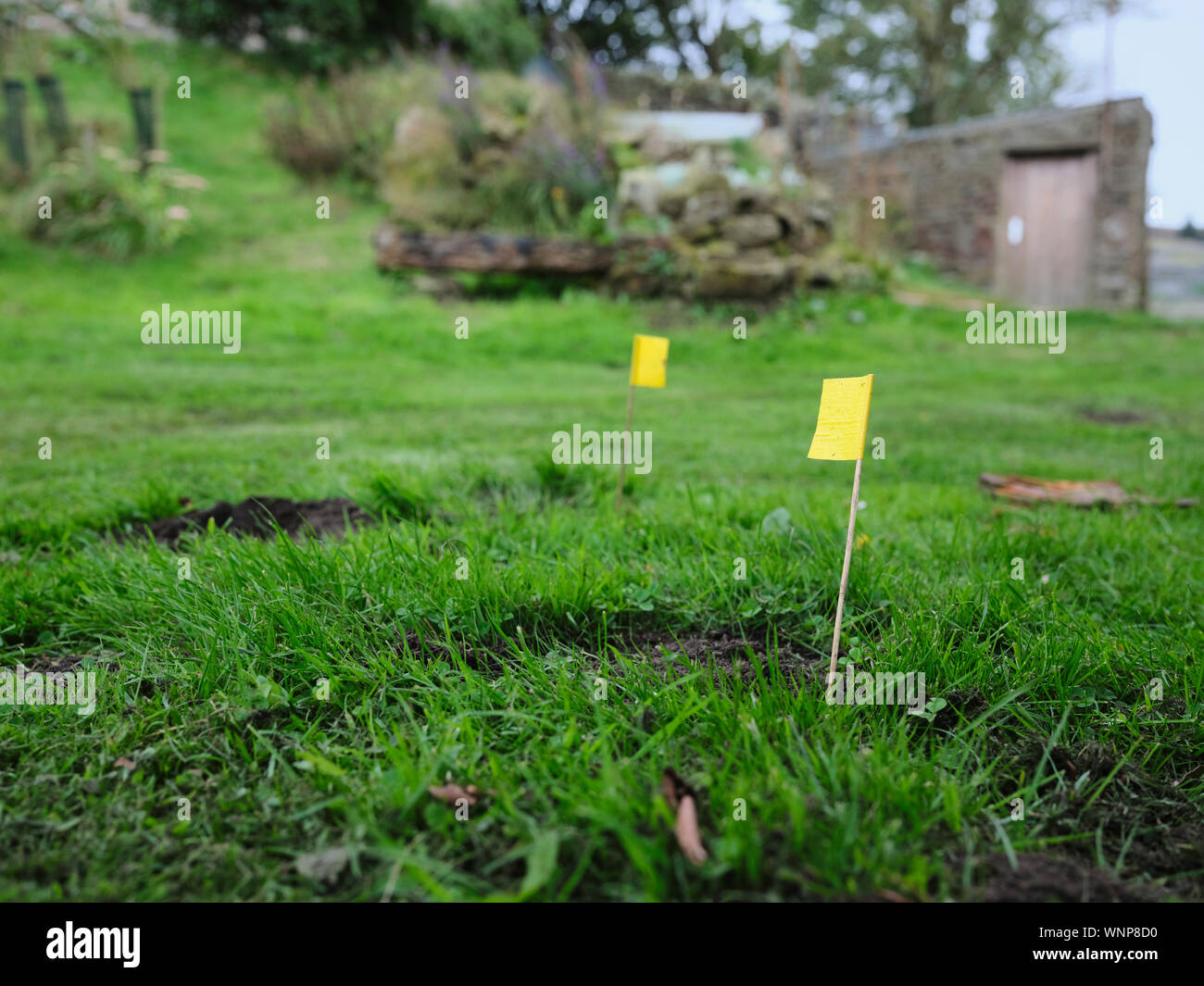 Flag markers showing the position of newly set mole traps. Nidderdale. 02/09/19 Stock Photo