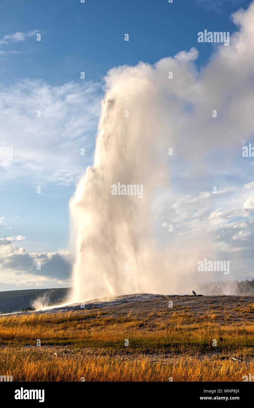 Old Faithful erupts during sunset at Yellowstone National Park in Wyoming, USA. The famous geyser erupts at an average interval of 90 mins, expelling Stock Photo