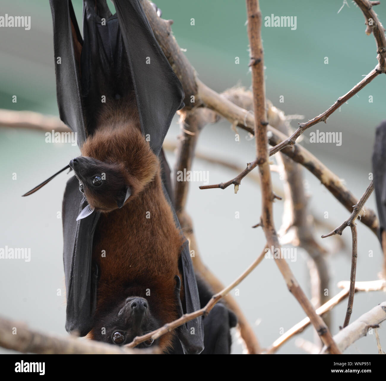 Bats Hanging High Resolution Stock Photography and Images Alamy