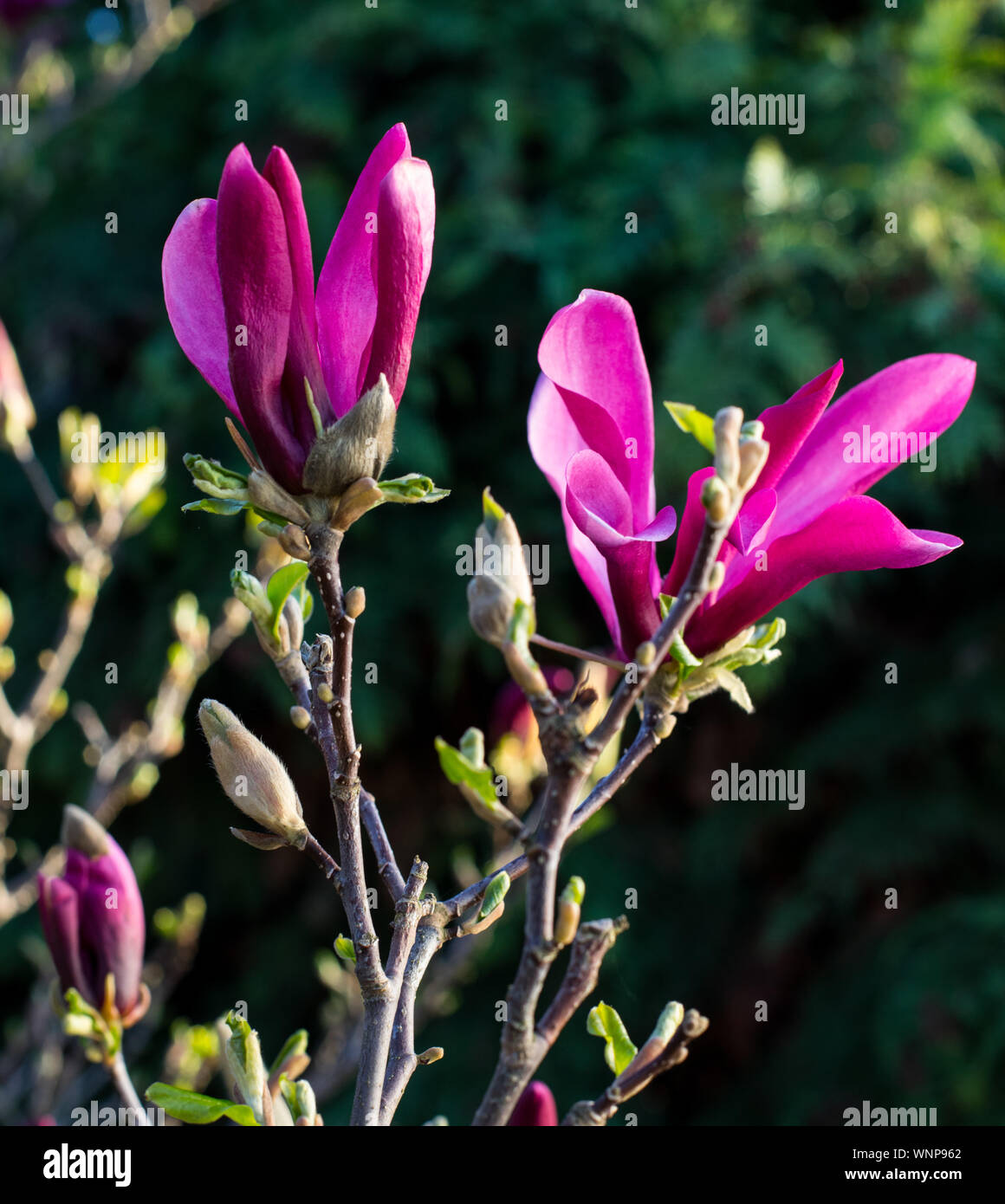 pink spring magnolia flowers ( Magnolia virginiana) on a tree branch ...