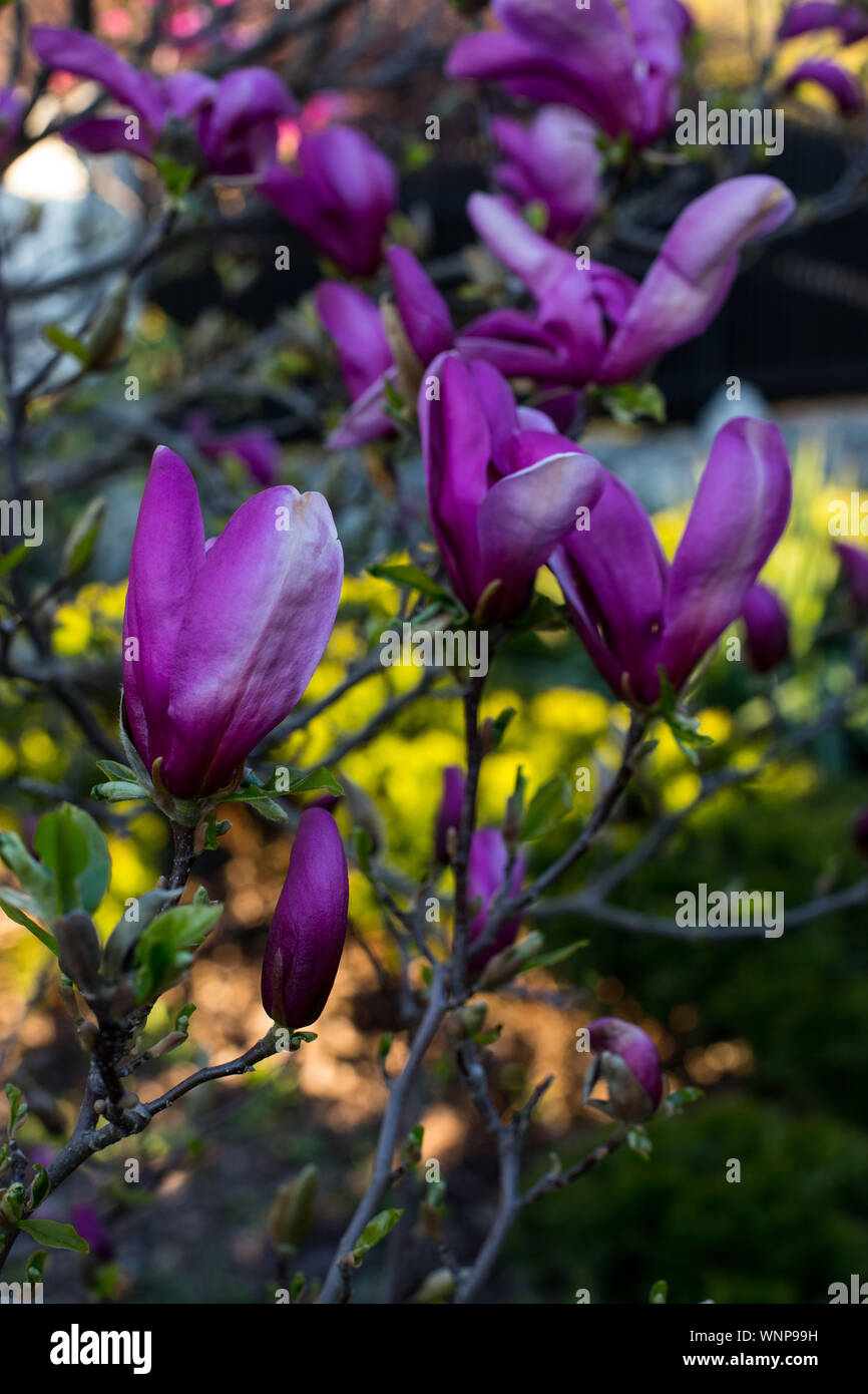 pink spring magnolia flowers ( Magnolia virginiana) on a tree branch ...