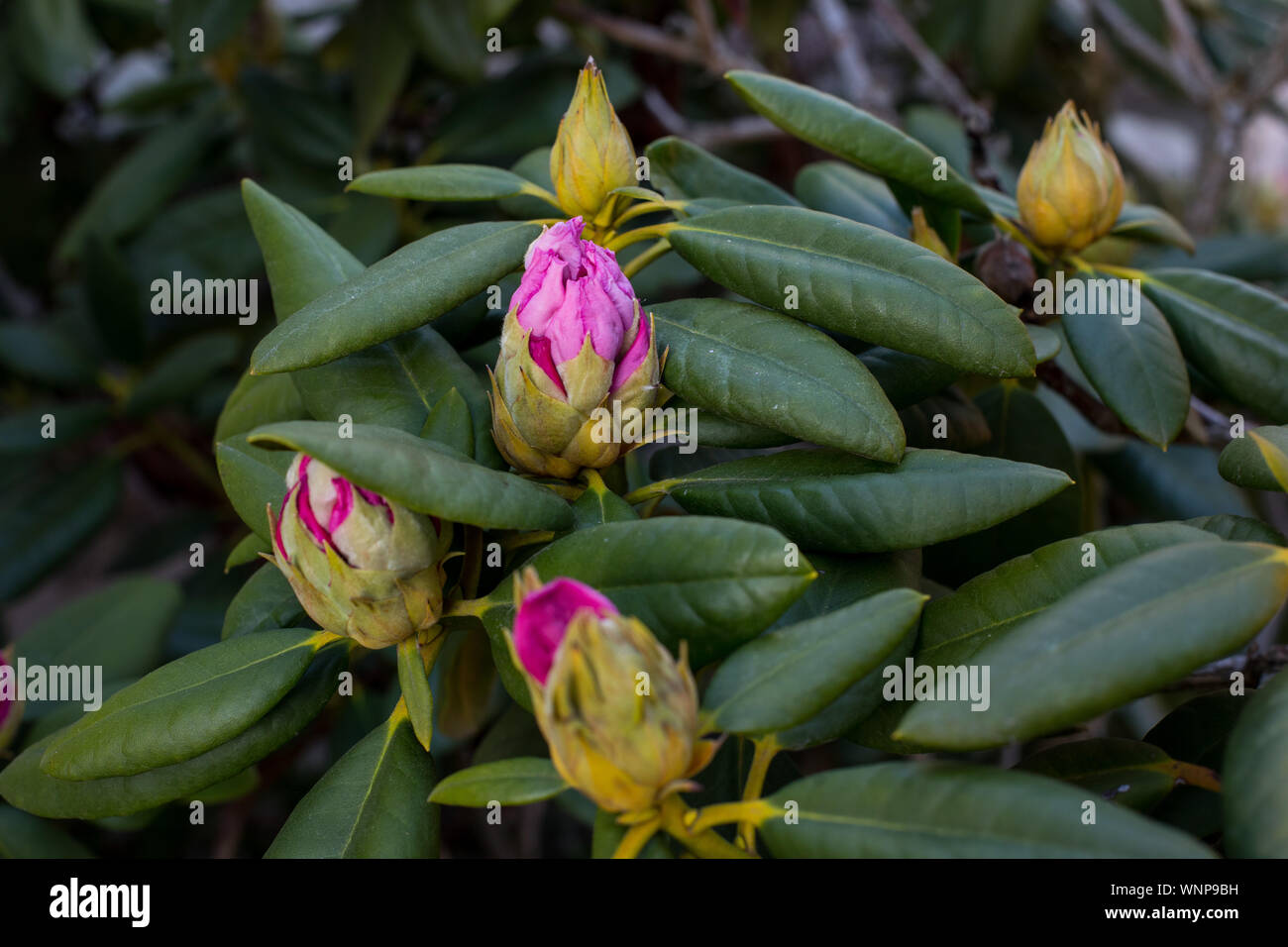 Rhododendron ferrugineum l hi-res stock photography and images - Alamy