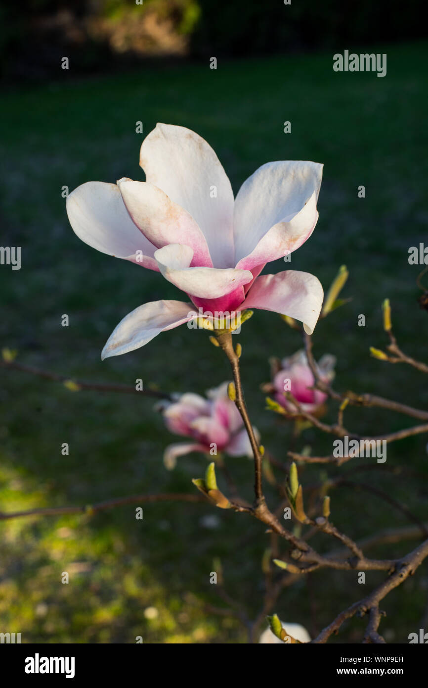 pink spring magnolia flowers ( Magnolia virginiana) on a tree branch ...