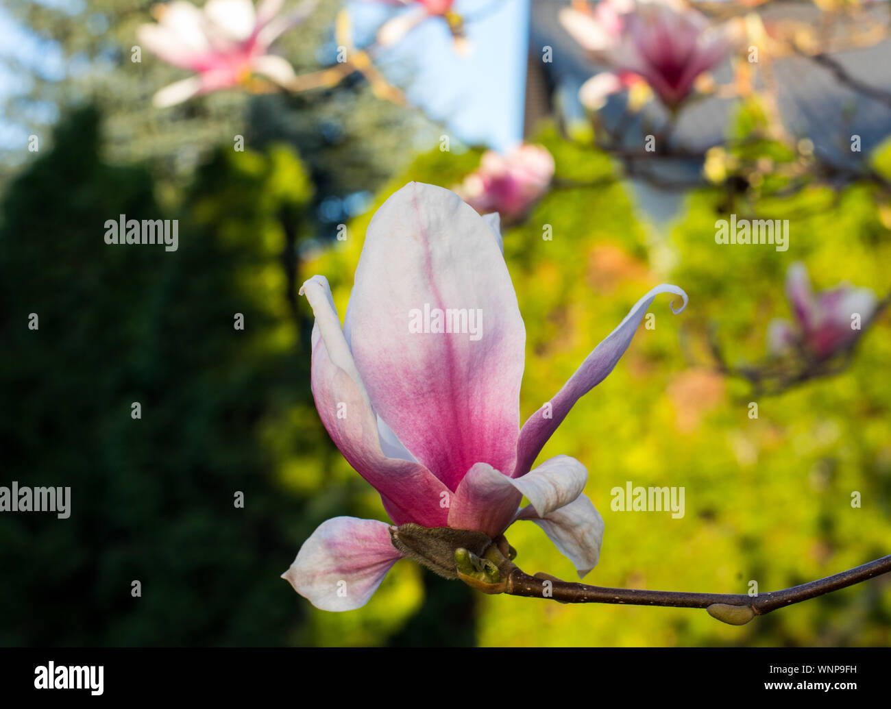 pink spring magnolia flowers ( Magnolia virginiana) on a tree branch ...