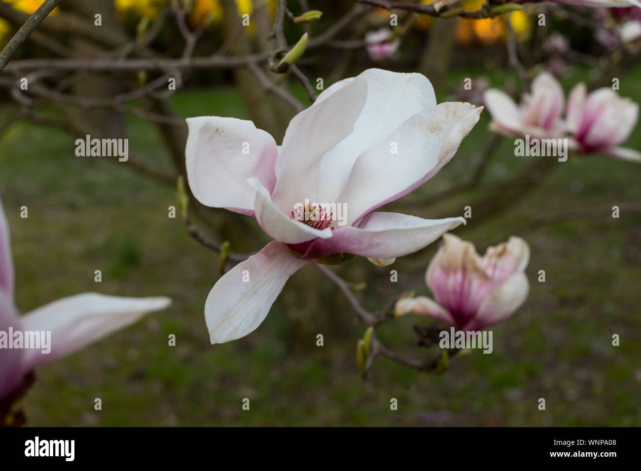 pink spring magnolia flowers ( Magnolia virginiana) on a tree branch ...