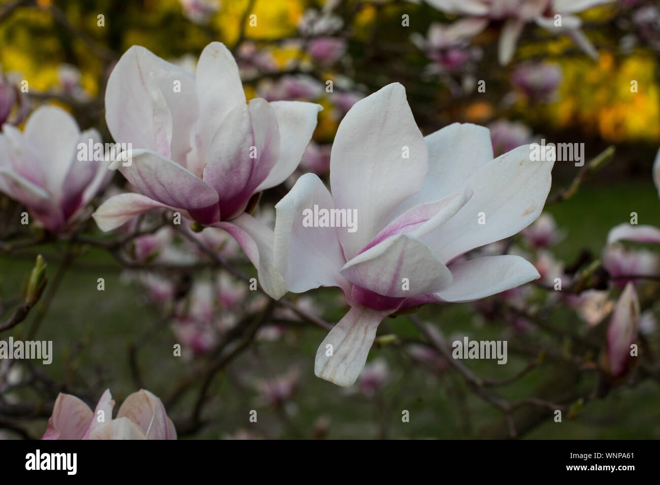 pink spring magnolia flowers ( Magnolia virginiana) on a tree branch ...