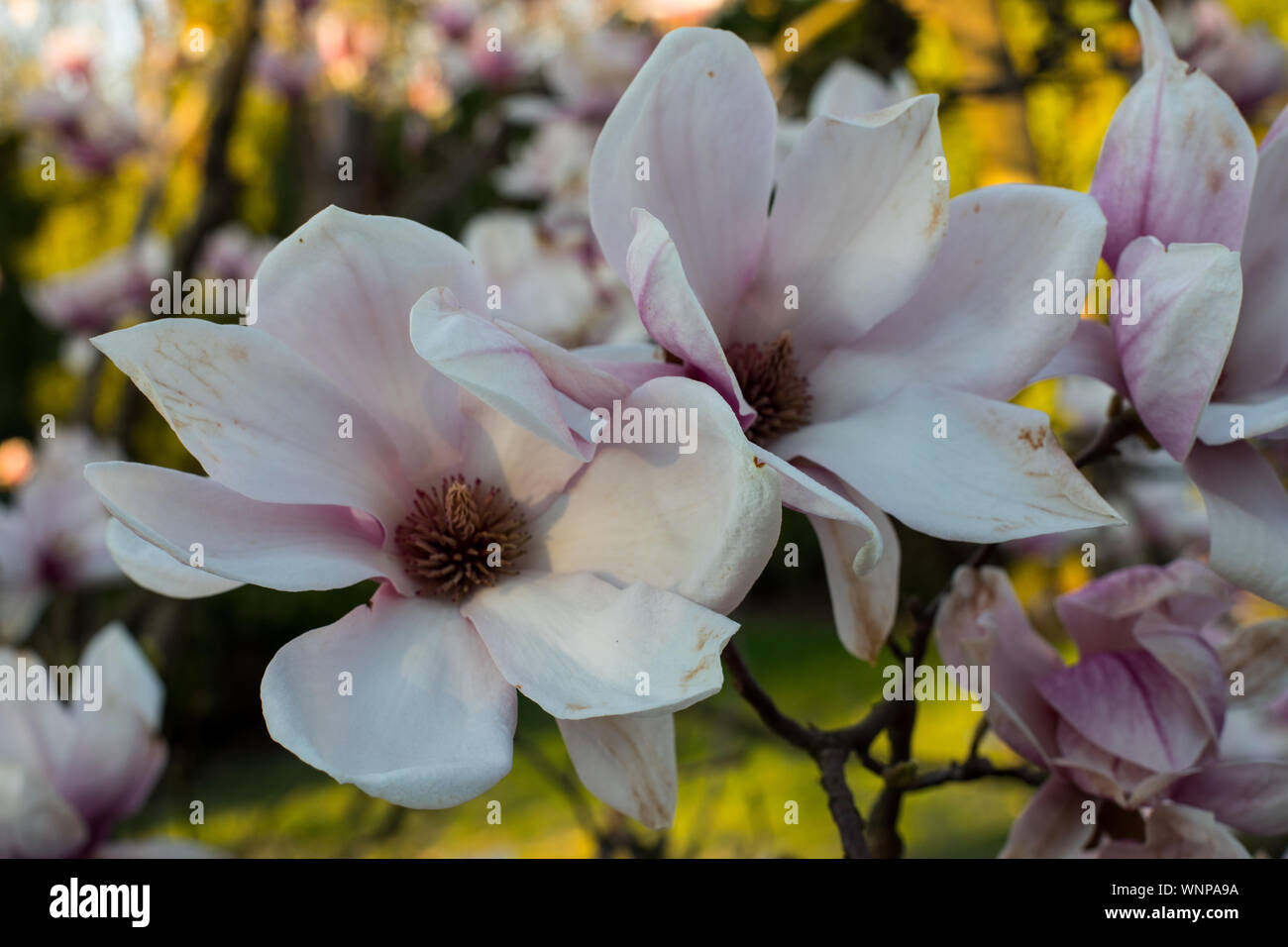 pink spring magnolia flowers ( Magnolia virginiana) on a tree branch ...