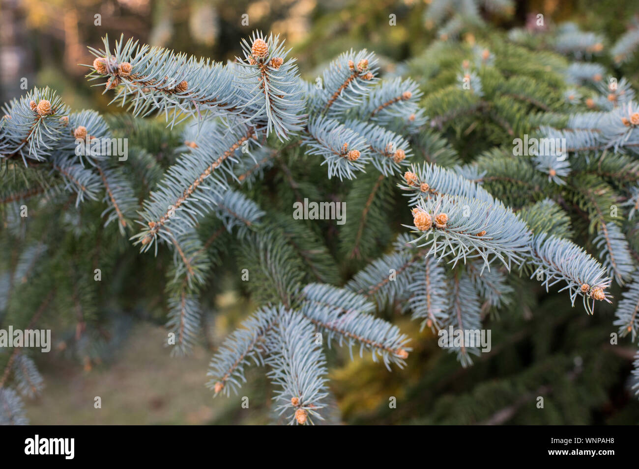 spruce prickly, silver spruce (Picea pungens Engelm.) branch with pinecone. Tree species from the pine family (Pinaceae). Stock Photo