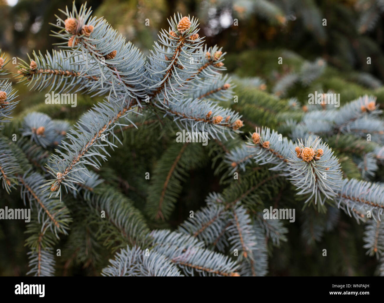 spruce prickly, silver spruce (Picea pungens Engelm.) branch with pinecone. Tree species from the pine family (Pinaceae). Stock Photo