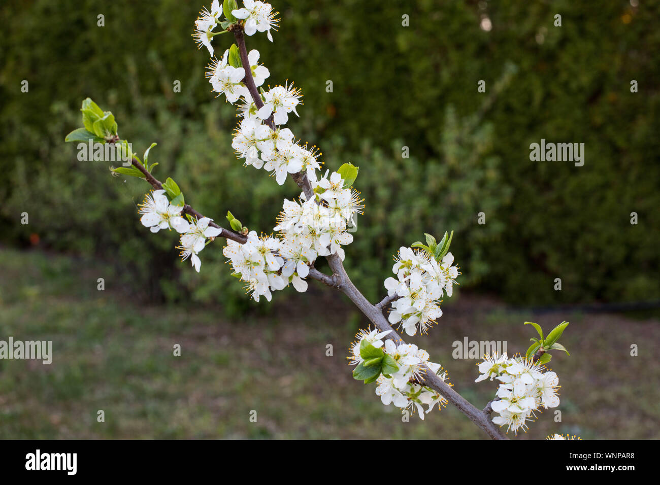 closeup of blossoming apple tree (Malus Mill.) branch with white ...