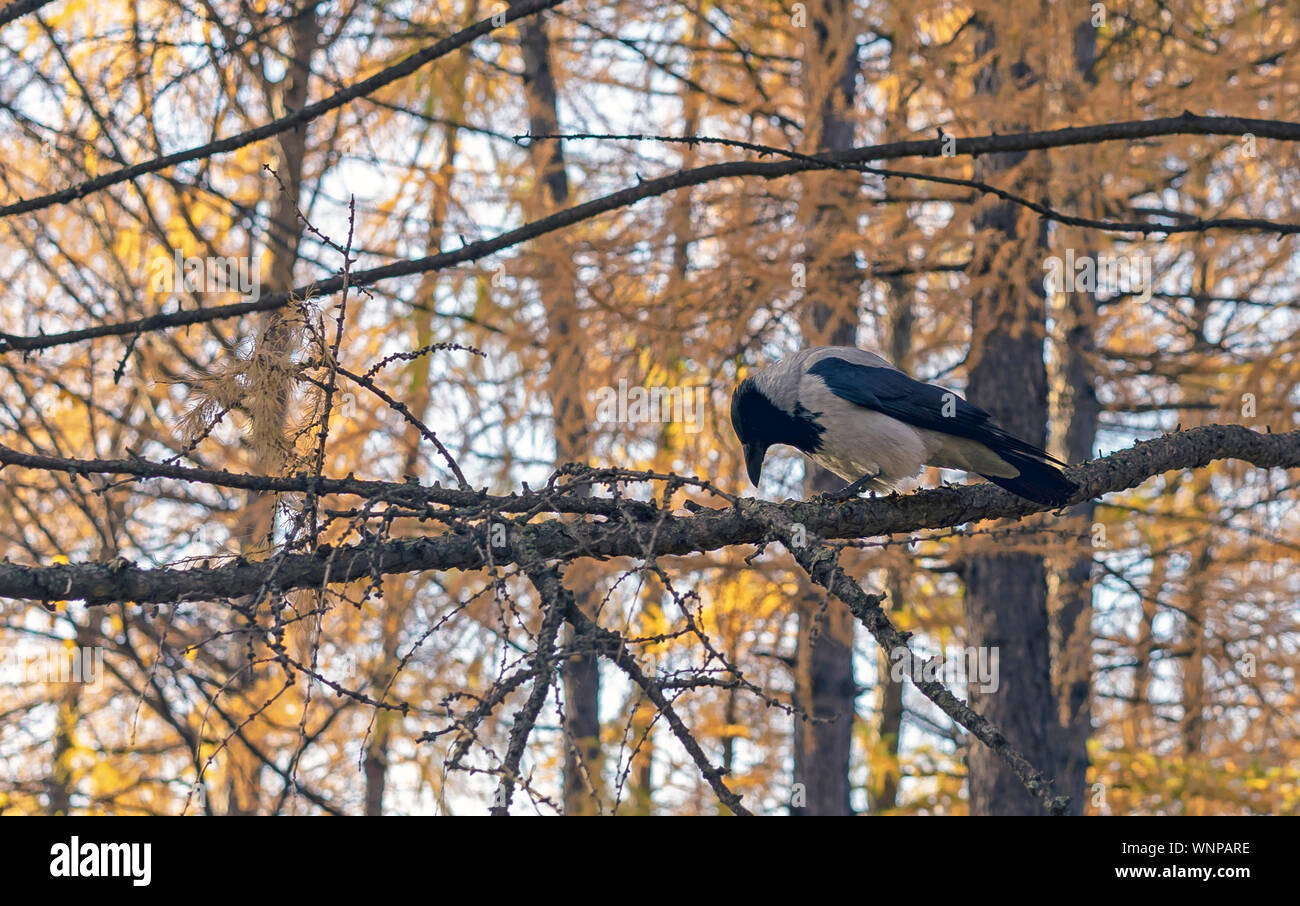 A Crow Sits On A Tree Branch In The Autumn Forest Stock Photo Alamy A Crow Sits On A Tree Branch In The Autumn Forest Stock Photo Alamy