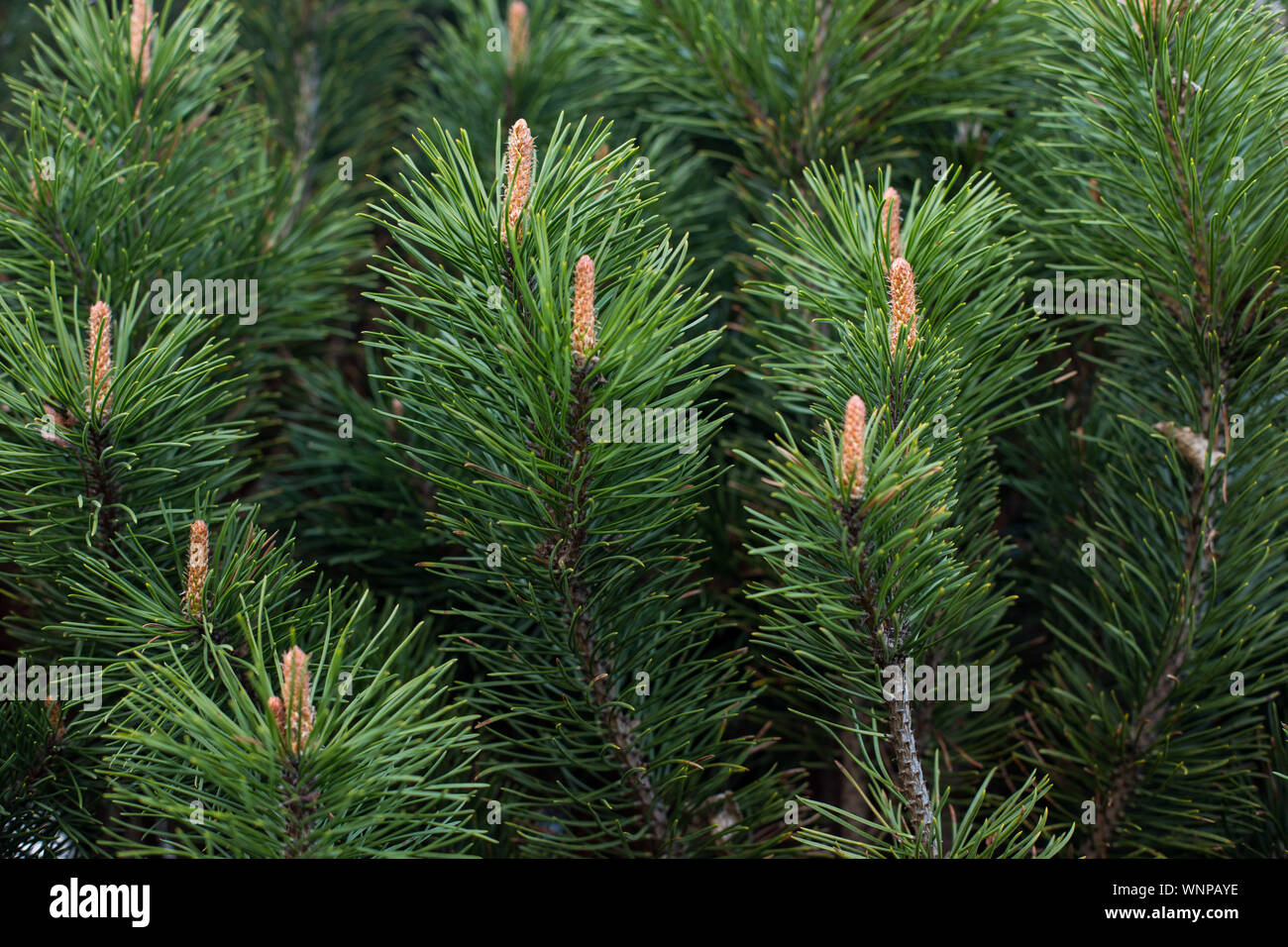 mountain pine, proper mowing (Pinus mugo Turra) a species of coniferous tree (or shrub) belonging to the pine family (Pinaceae). Stock Photo