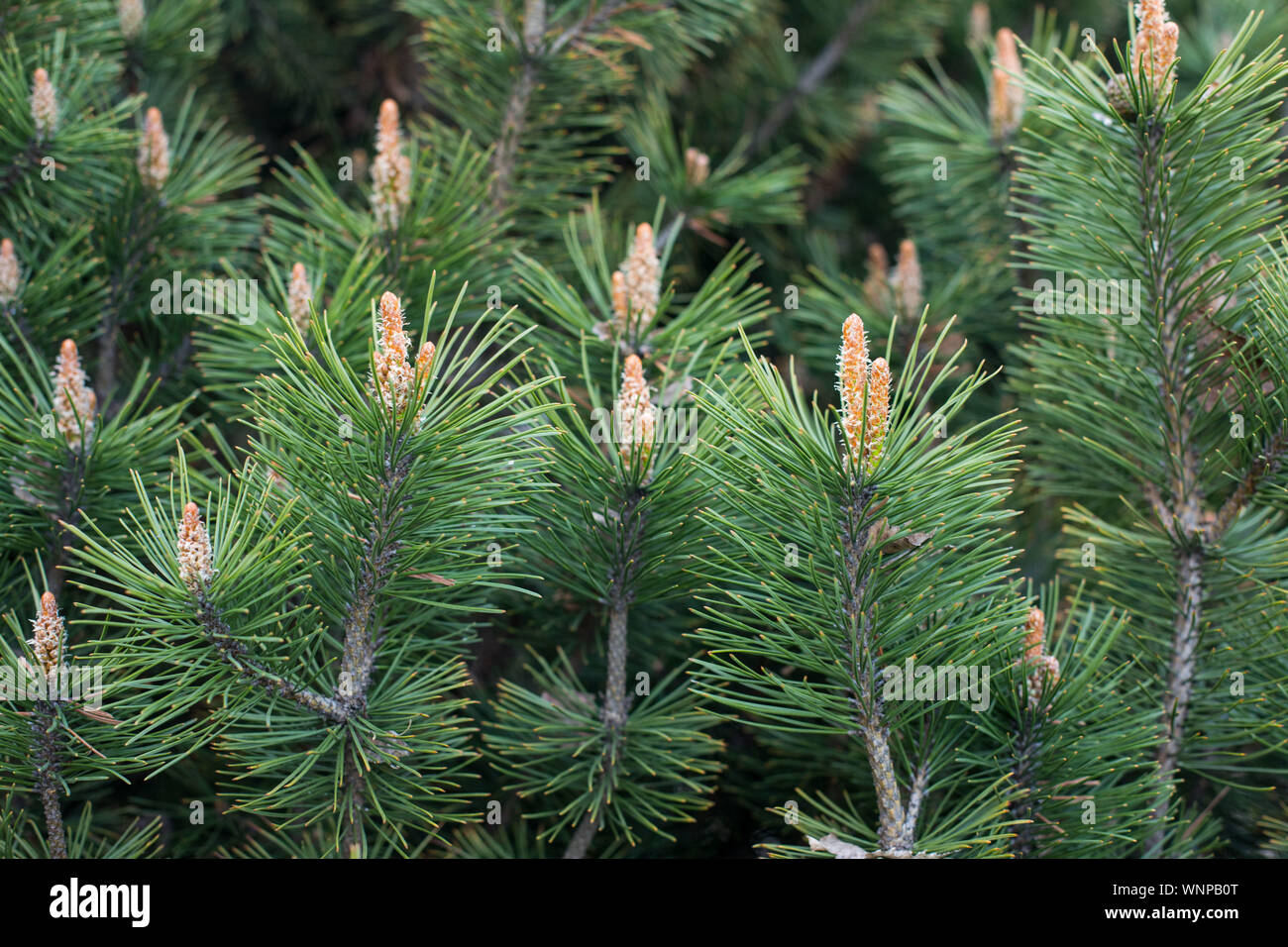 mountain pine, proper mowing (Pinus mugo Turra) a species of coniferous tree (or shrub) belonging to the pine family (Pinaceae). Stock Photo