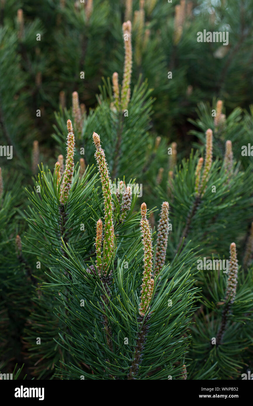 mountain pine, proper mowing (Pinus mugo Turra) a species of ...