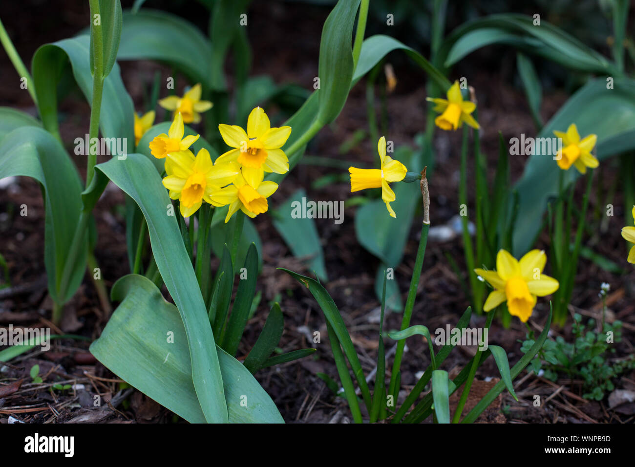 narcissus, daffodil closeup (Narcissus jonquilla L.) plant species from the amaryliaceous family Stock Photo