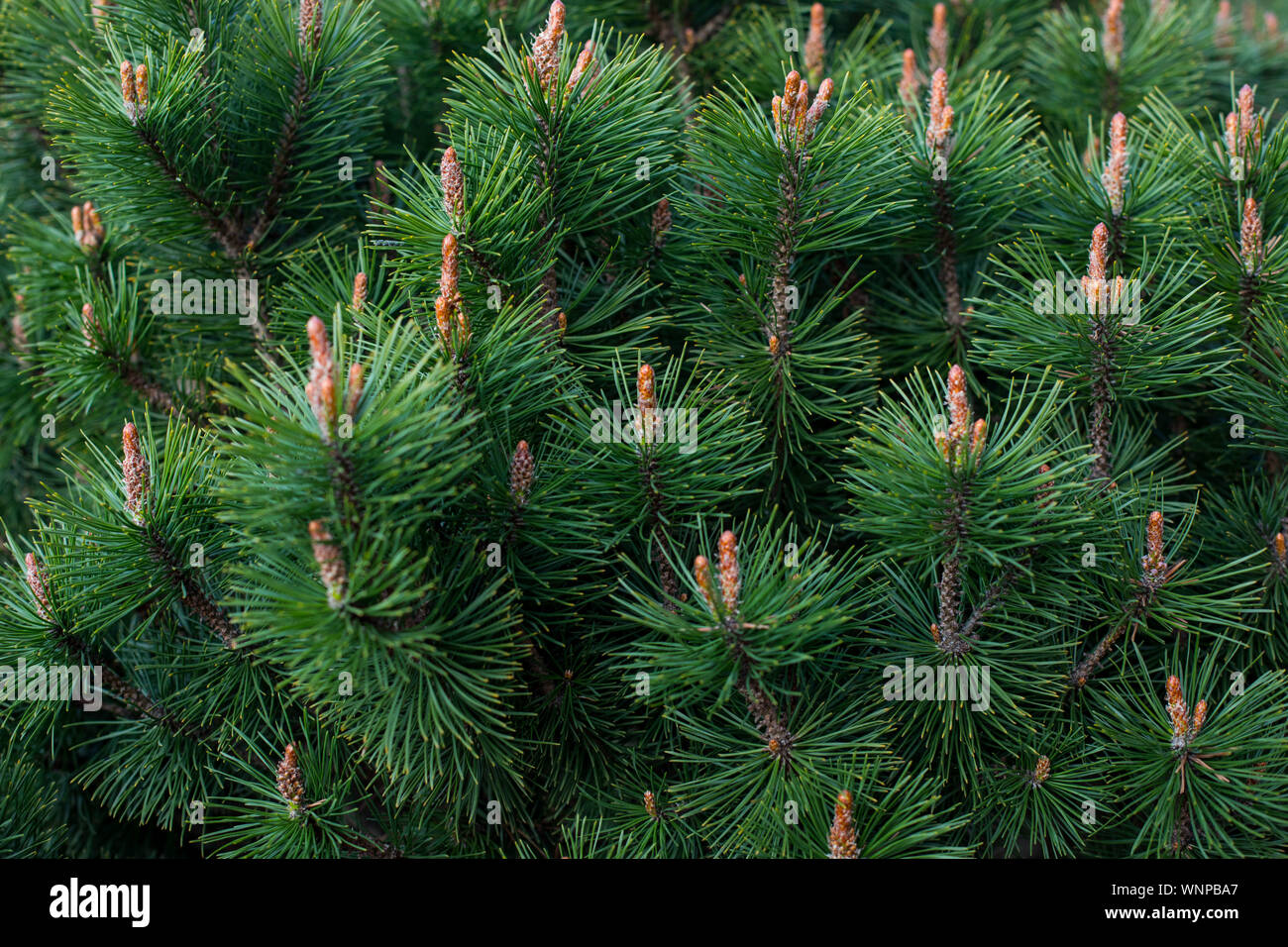 mountain pine, proper mowing (Pinus mugo Turra) a species of coniferous tree (or shrub) belonging to the pine family (Pinaceae). Stock Photo