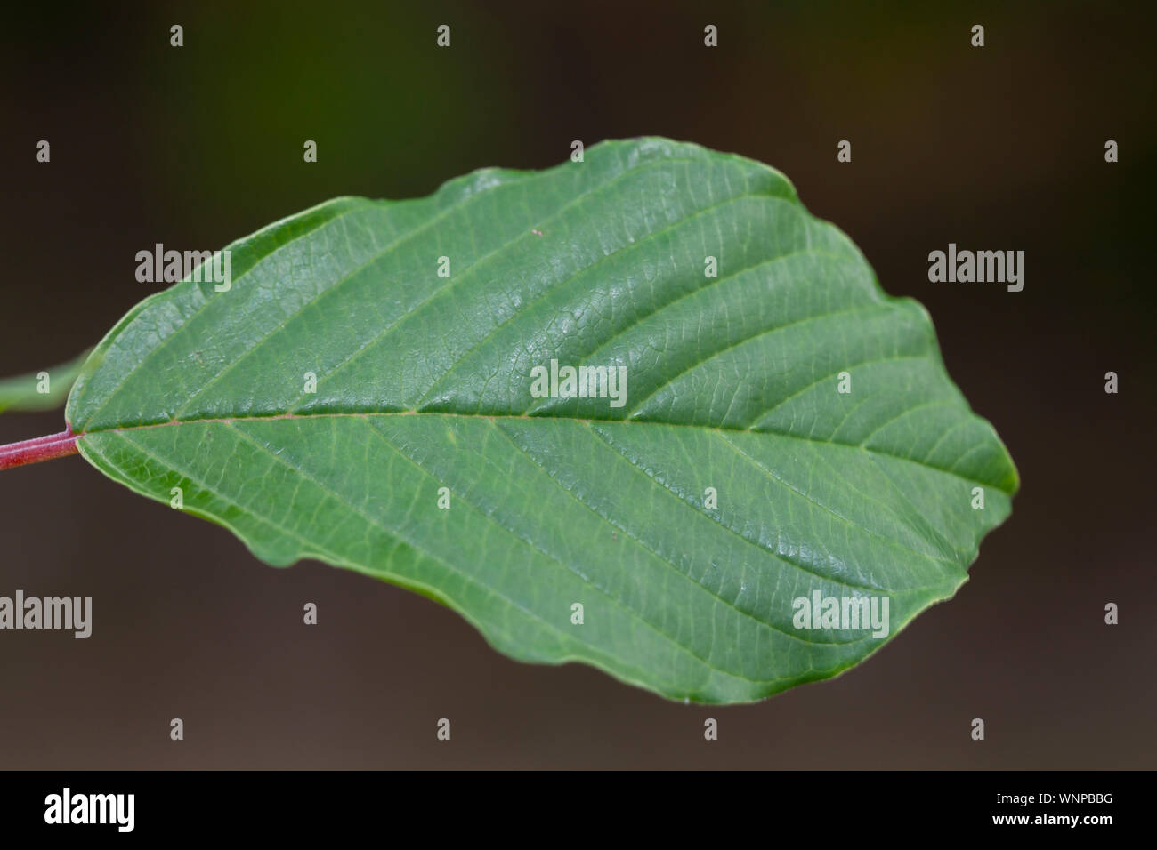 A green leaf in the garden Stock Photo - Alamy