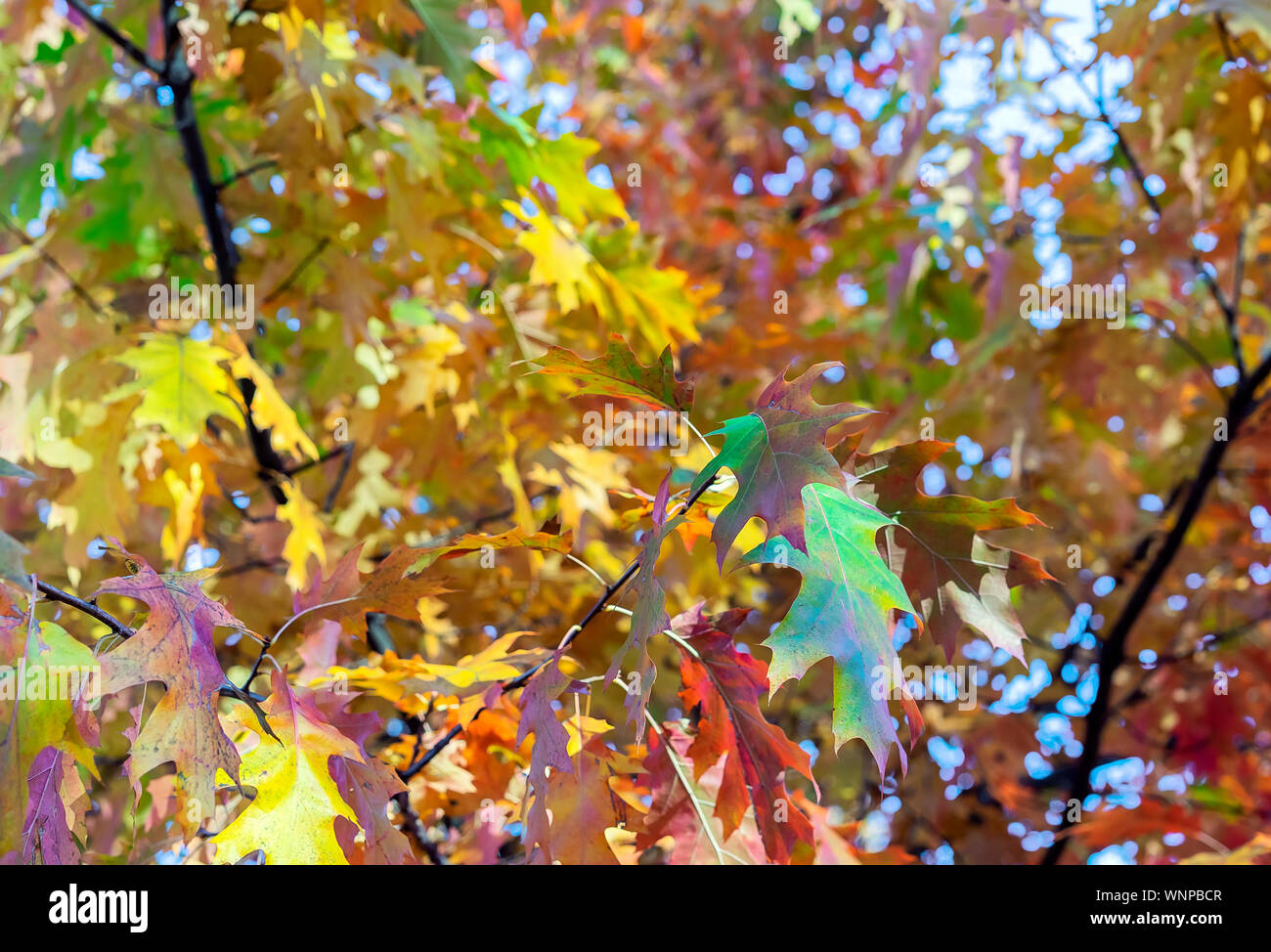 Bright leaves of maple in the autumn city park Stock Photo - Alamy