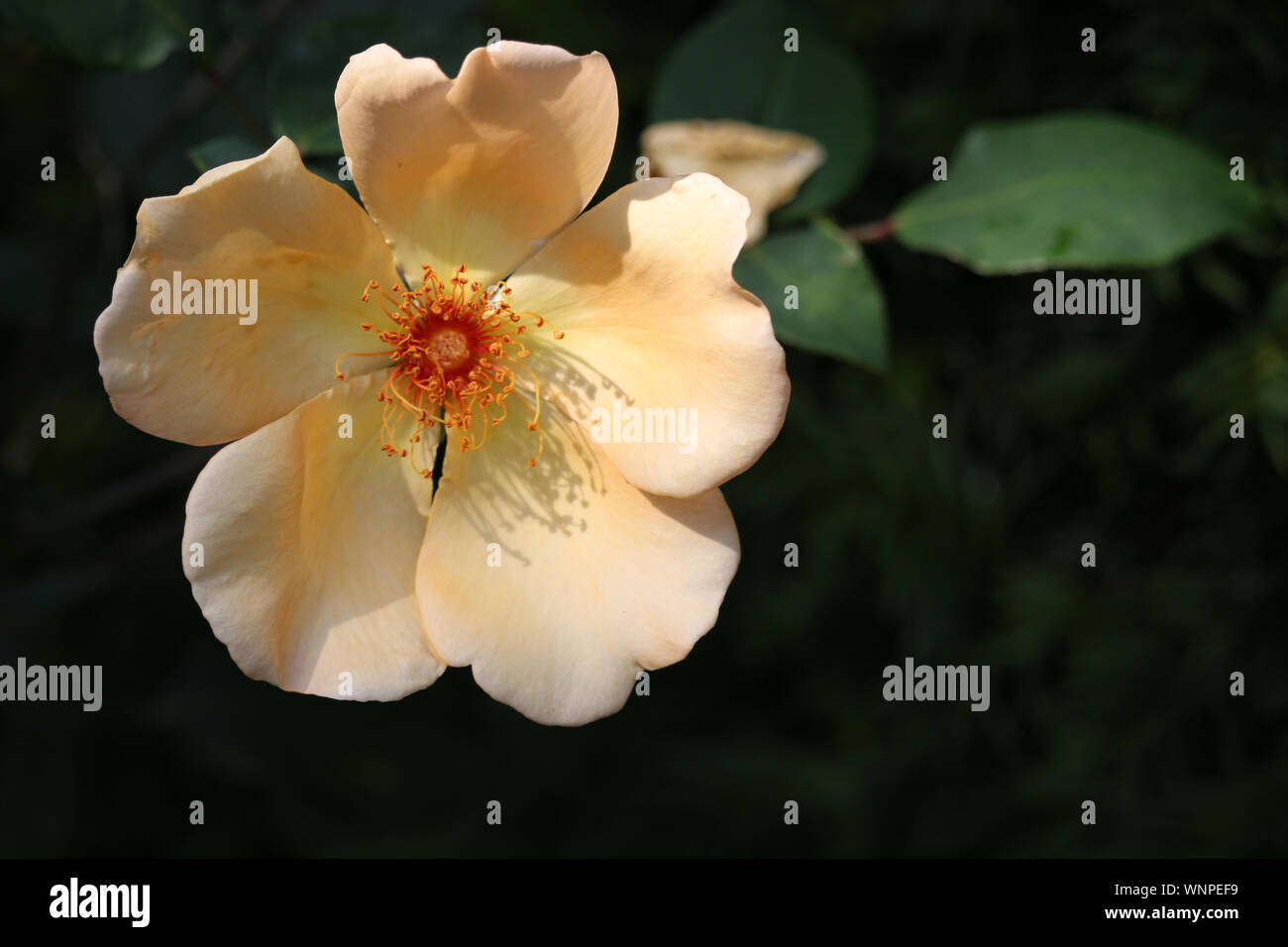 Peach coloured rose in full bloom with a dark blurred background of rose leaves. Stock Photo