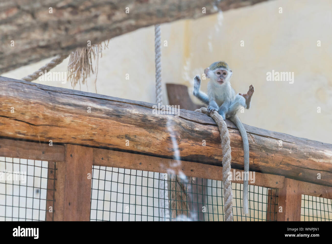 Adorable Face Of Baby Asian Monkey Young Monkey Sitting On An Old Log Animal Care Concept Baby Animals The Concept Of Animal Welfare Funny Monkey Stock Photo Alamy