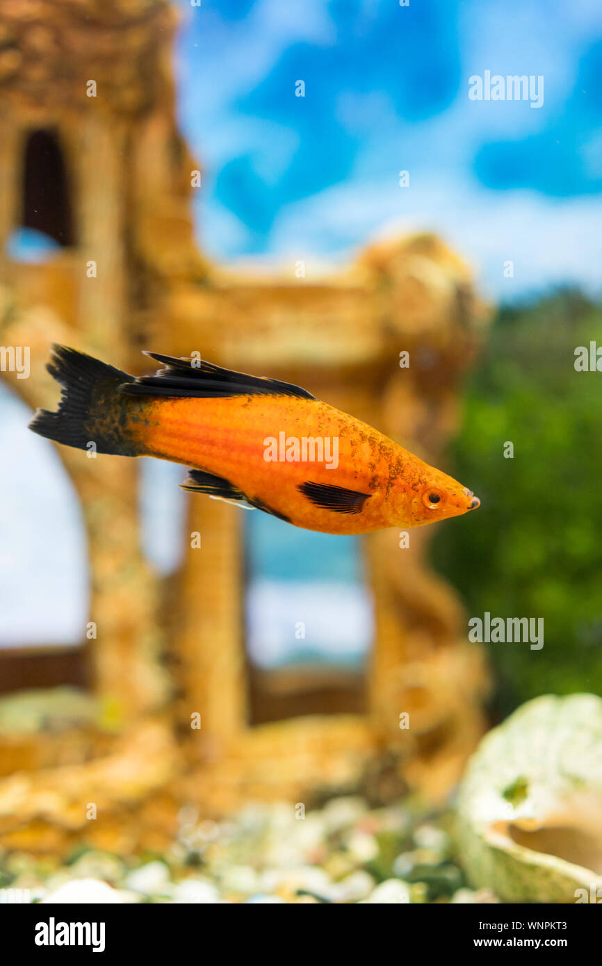 Tropical colorful fishes swimming in aquarium with plants. Goldfish