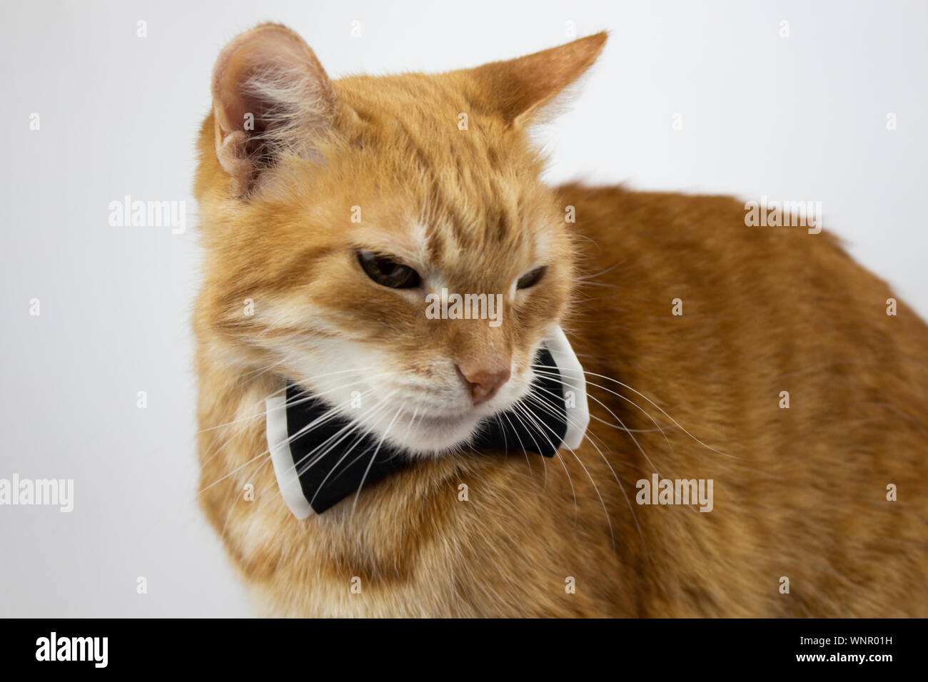 Ginger cat. Pictures of cats, cute cat, drawings of cats. Russian cat with a butterfly on a white background. Isolate. Copyspace. Stock Photo