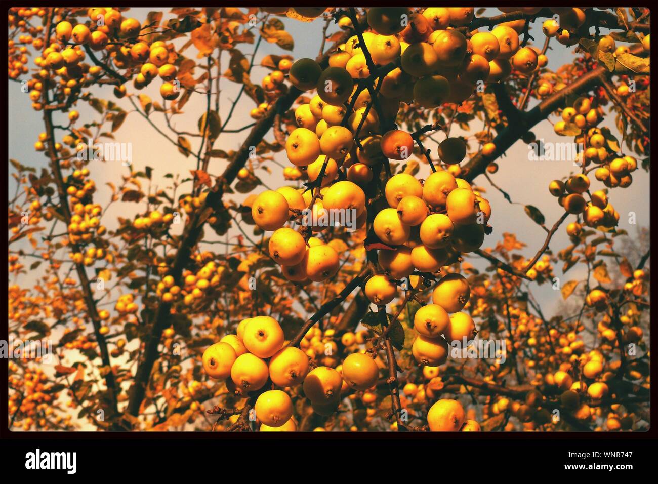 Tangerine tree hi-res stock photography and images - Alamy