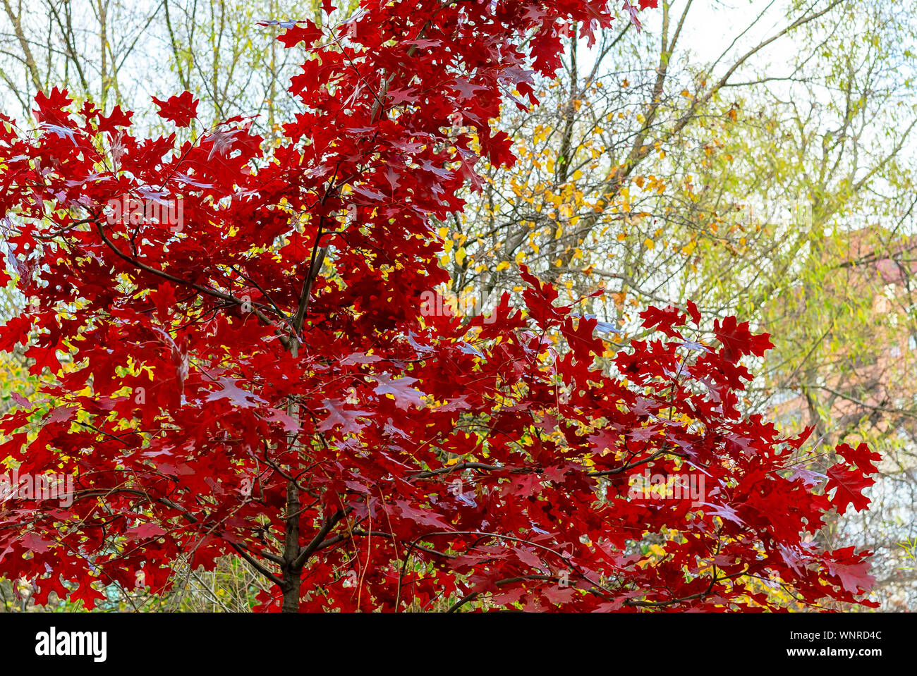 Autumn trees with red and yellow leaves Stock Photo - Alamy