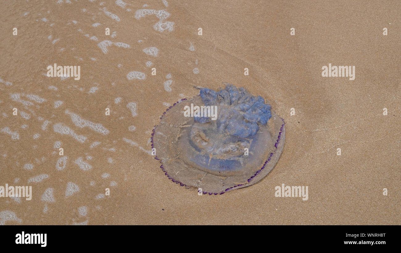 Jellyfish out of water hires stock photography and images Alamy