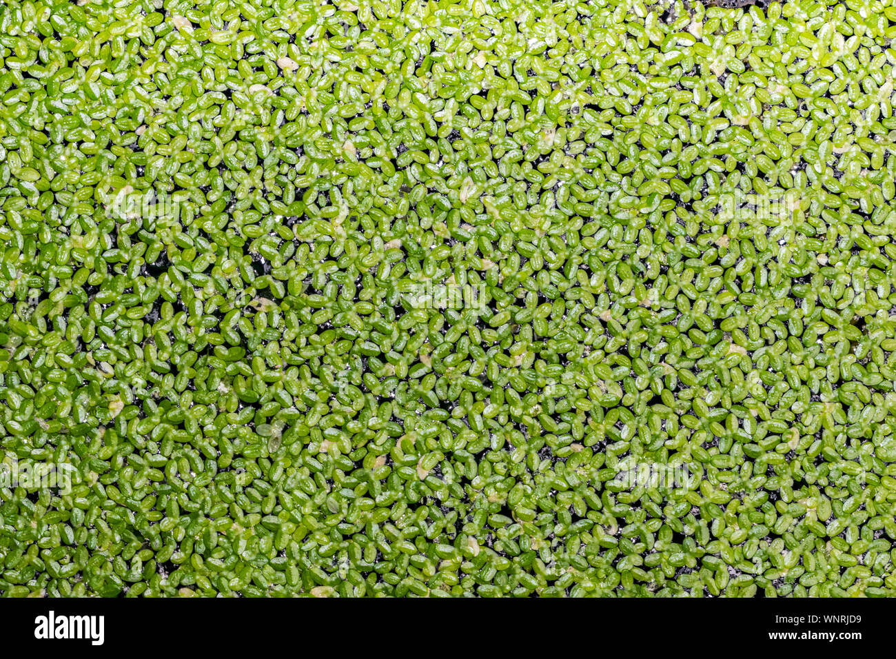 Full Frame Shot Of Duckweed In Pond Stock Photo