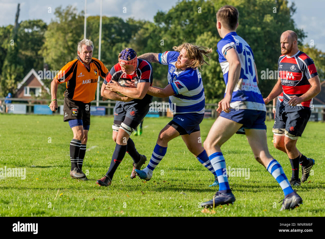 Amateur rugby players wrestle for the ball while team mates close in and the referee scans the tackle Stock Photo