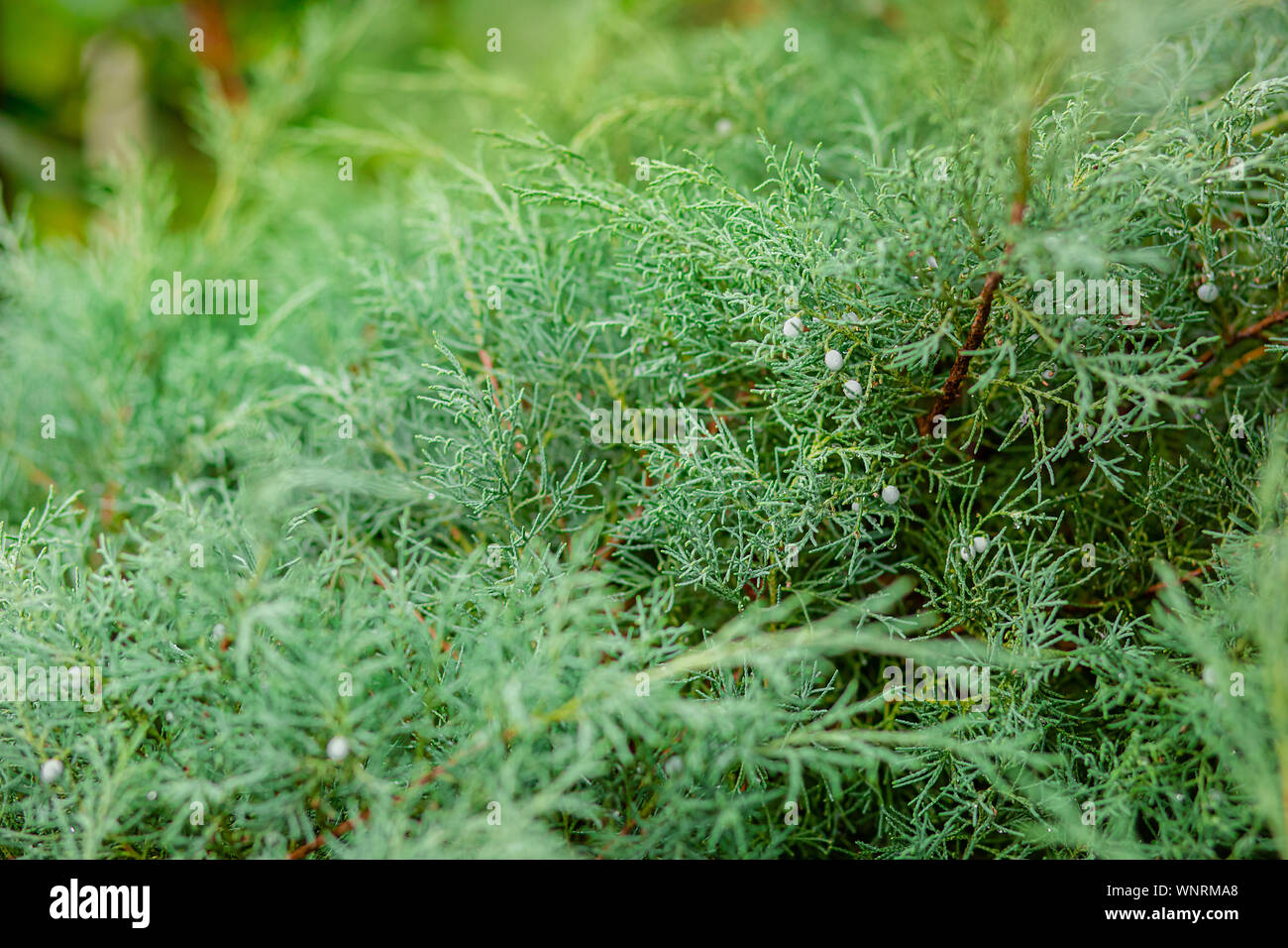Background Of The Shrub Of Juniper At Selective Focus On A Blurred Background Of Other Evergreen Plants In Summer Stock Photo Alamy