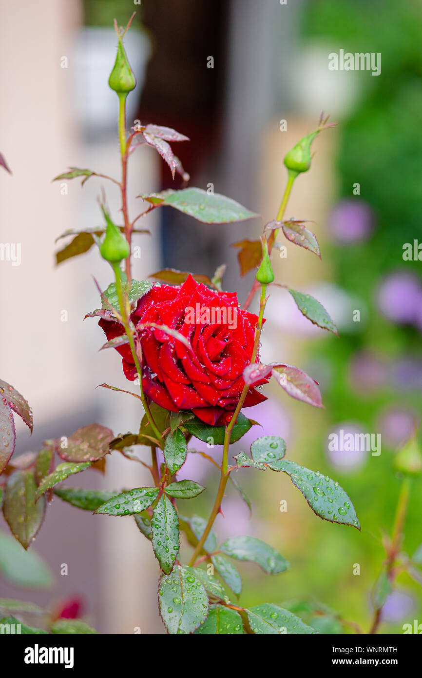 Beautiful roses in the garden, growing different varieties of flowers