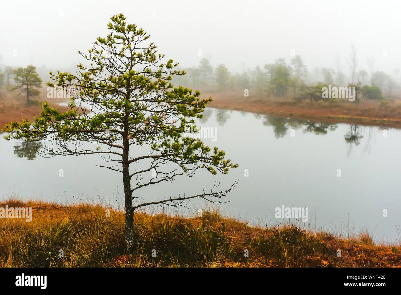 Trees On Calm Lakeshore At Kemeri National Park Stock Photo