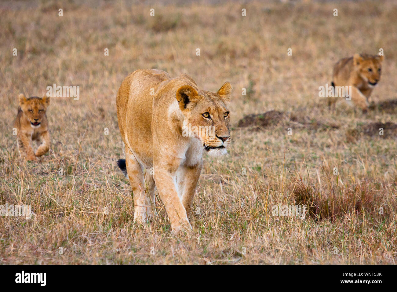A lioness with chuckling cubs hanging back return home from the early morning hunt, in the Maasai Mara, Kenya. Stock Photo