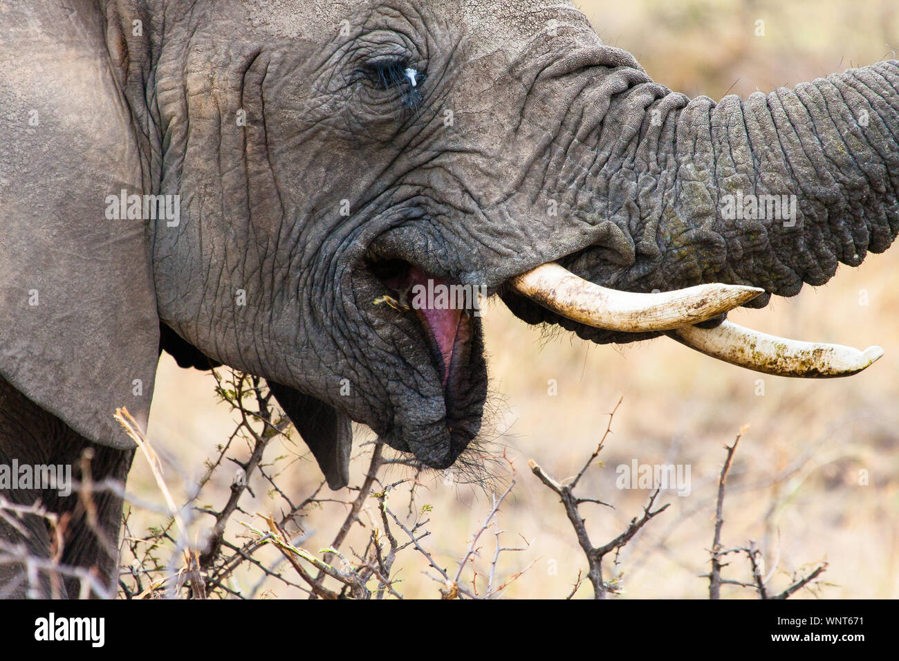 An African elephant prepares to take another bite of leaves, in Maasai Mara, Kenya. Stock Photo