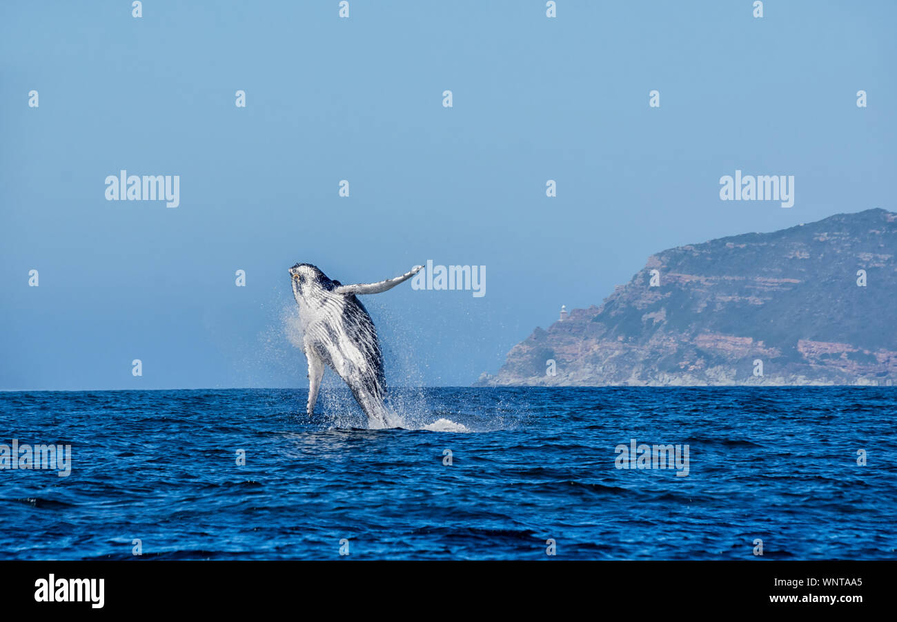 A Humpback Whale breaching in front of Cape Point in False Bay, South Africa Stock Photo