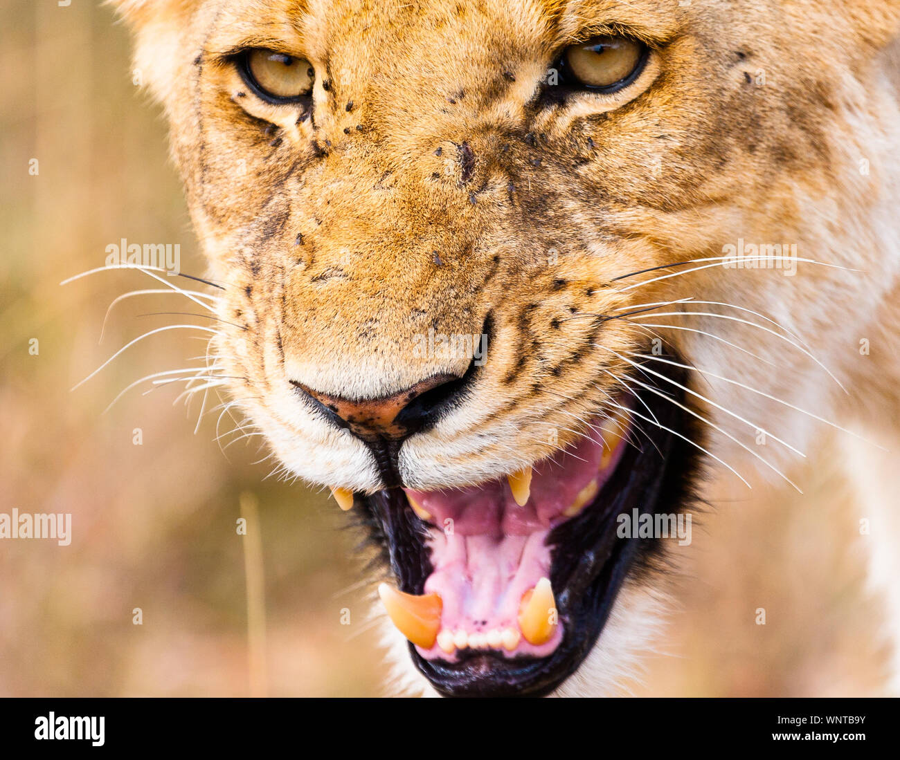 A young female lioness vocalises her displeasure. Stock Photo