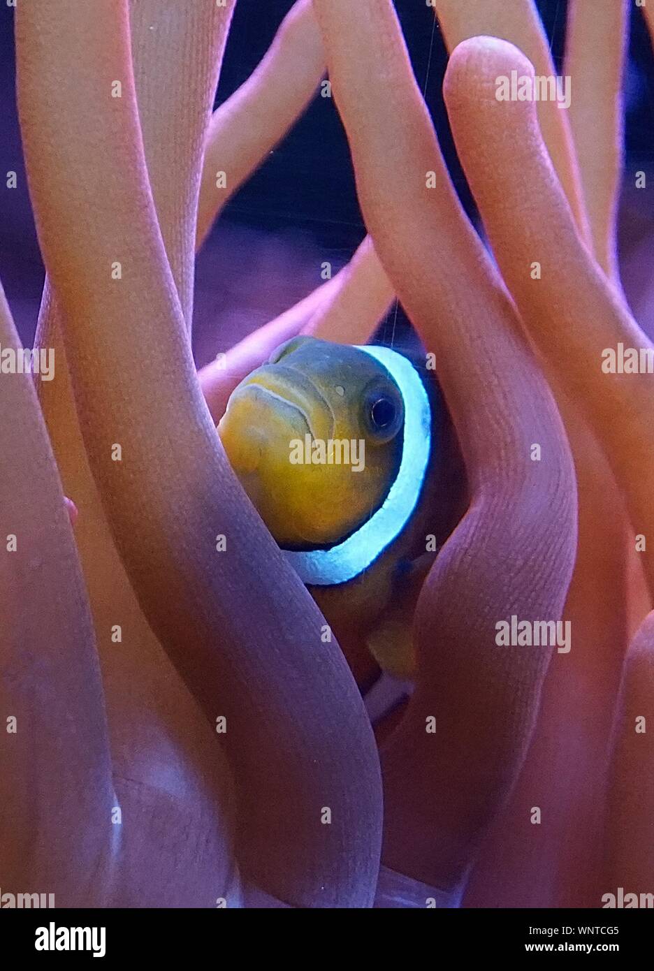 Clownfish amongst orange  sea anemone Stock Photo