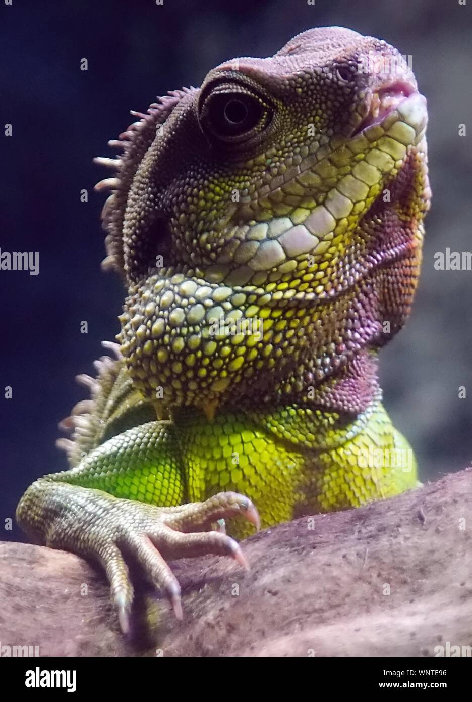Colourful Iguana lizard close up Stock Photo