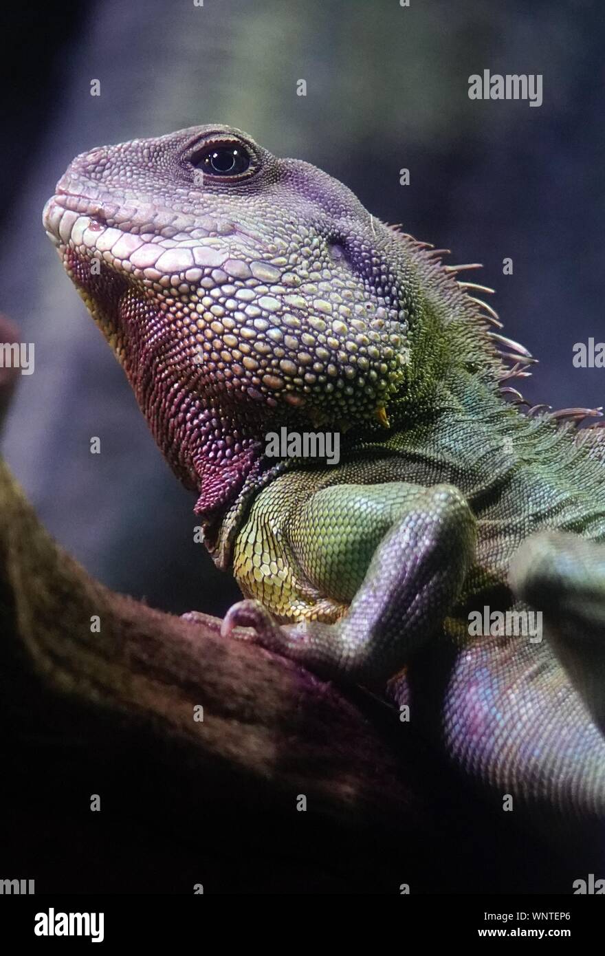 Colourful Iguana lizard close up Stock Photo