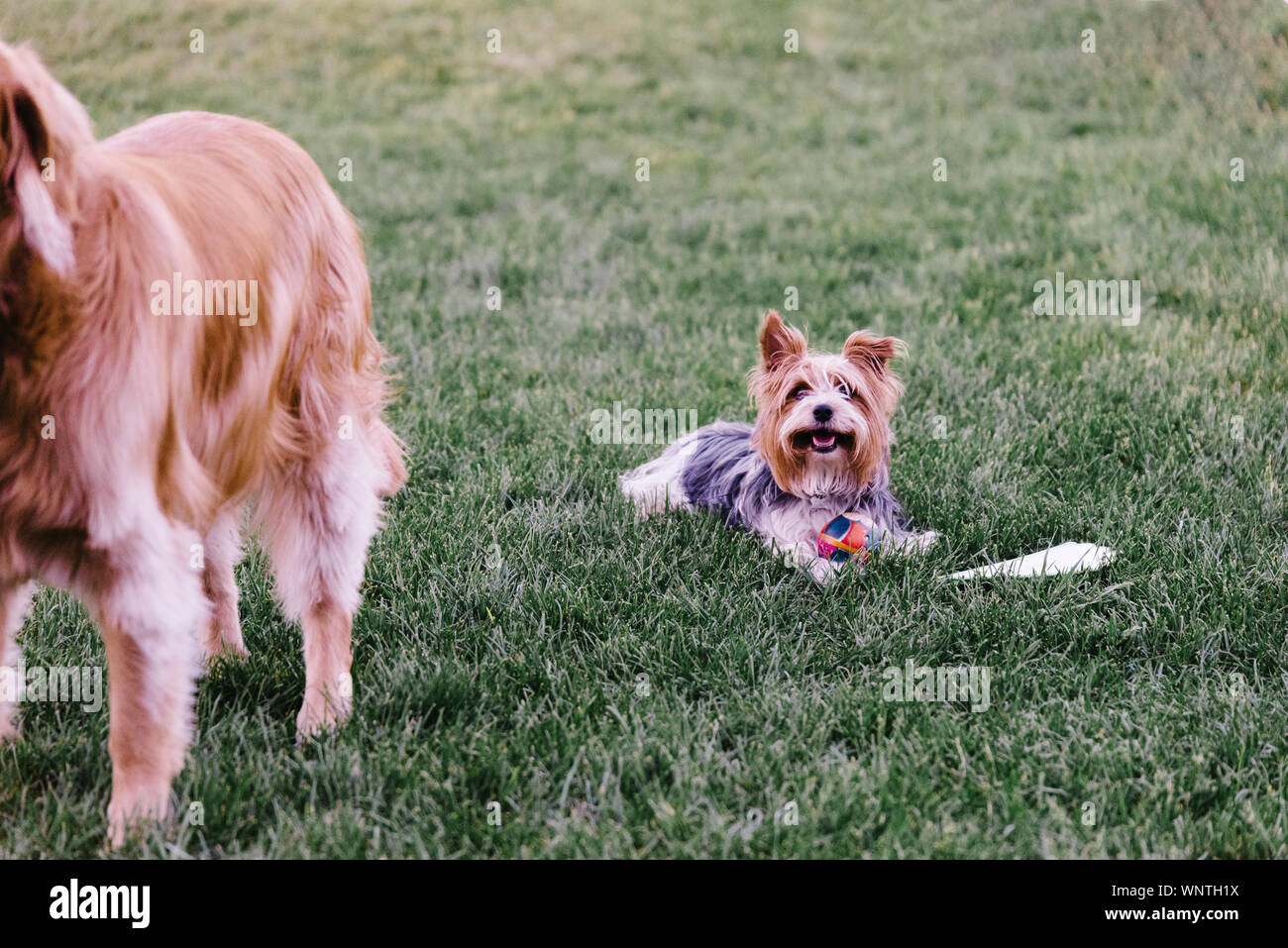 Terrier golden retriever hires stock photography and images Alamy