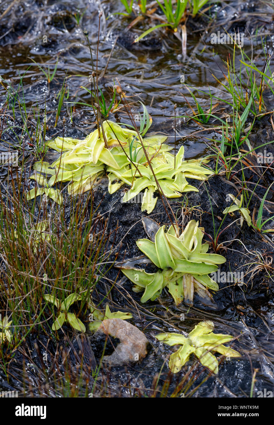 Common Butterwort - Pinguicula vulgaris  Insectivorous plant with seed pods on wet peat Stock Photo