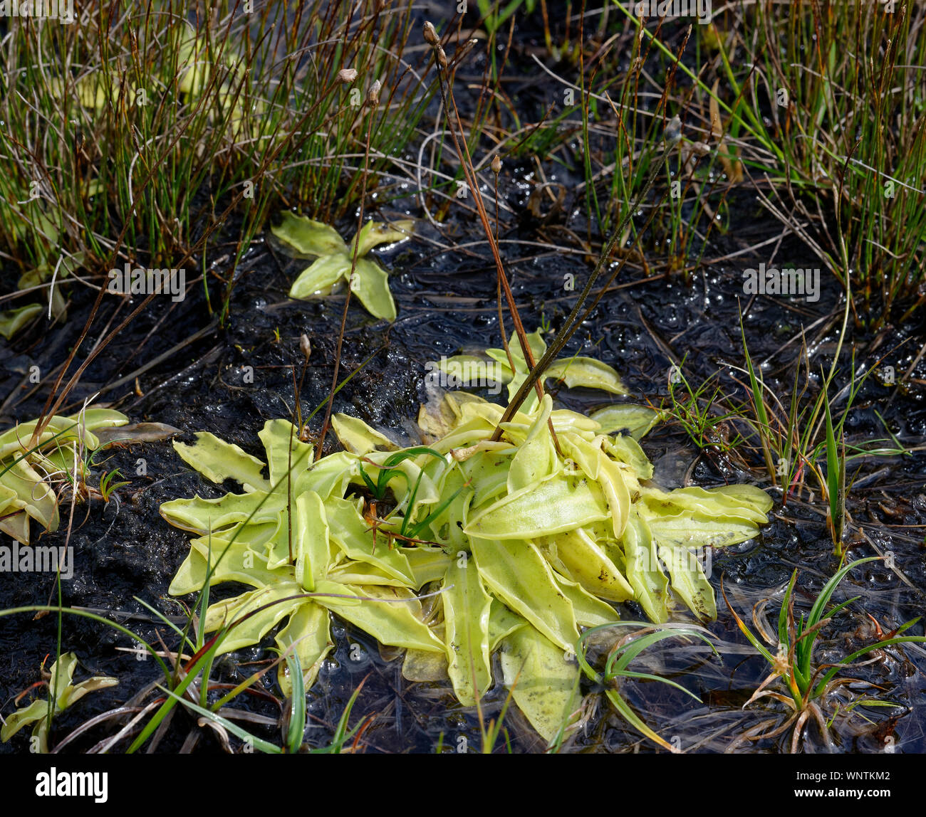 Common Butterwort Pinguicula vulgaris Insectivorous plant on wet peat Stock Photo Alamy
