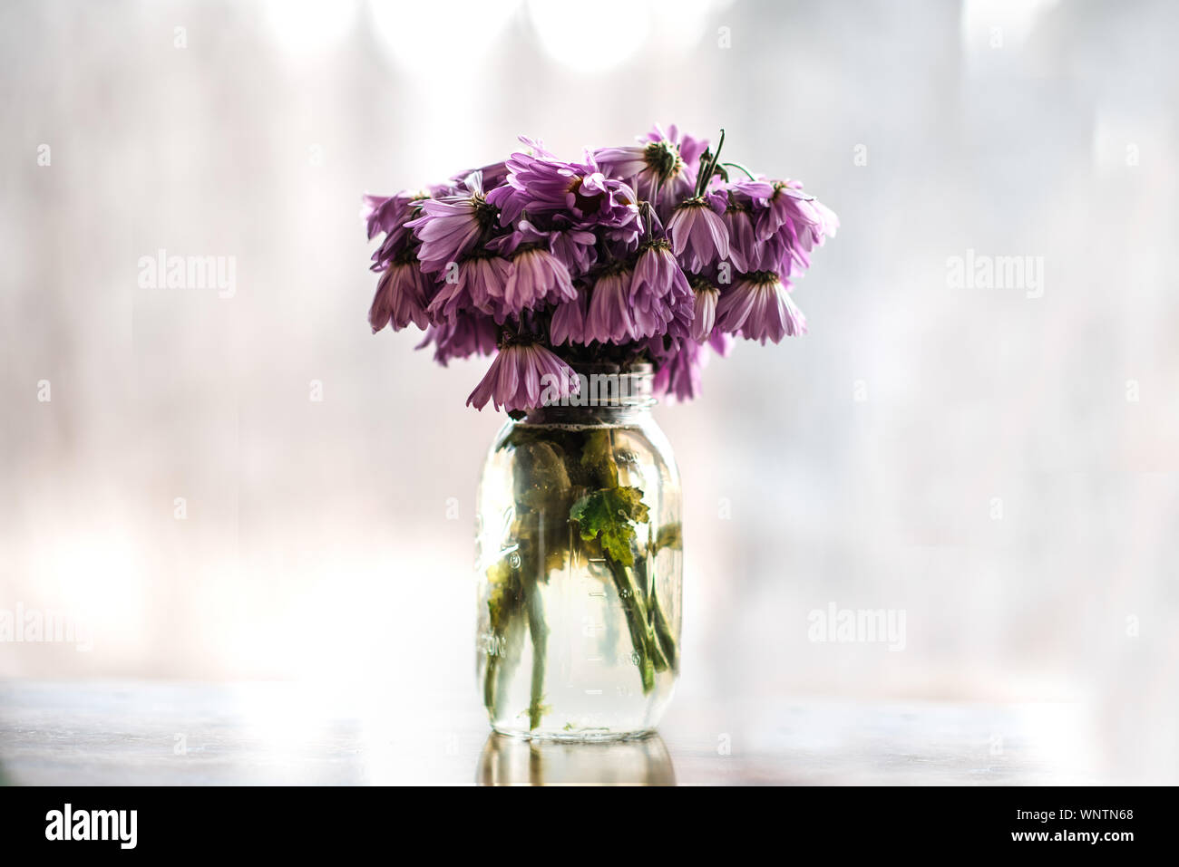 Wilting purple daisies in mason jar Stock Photo