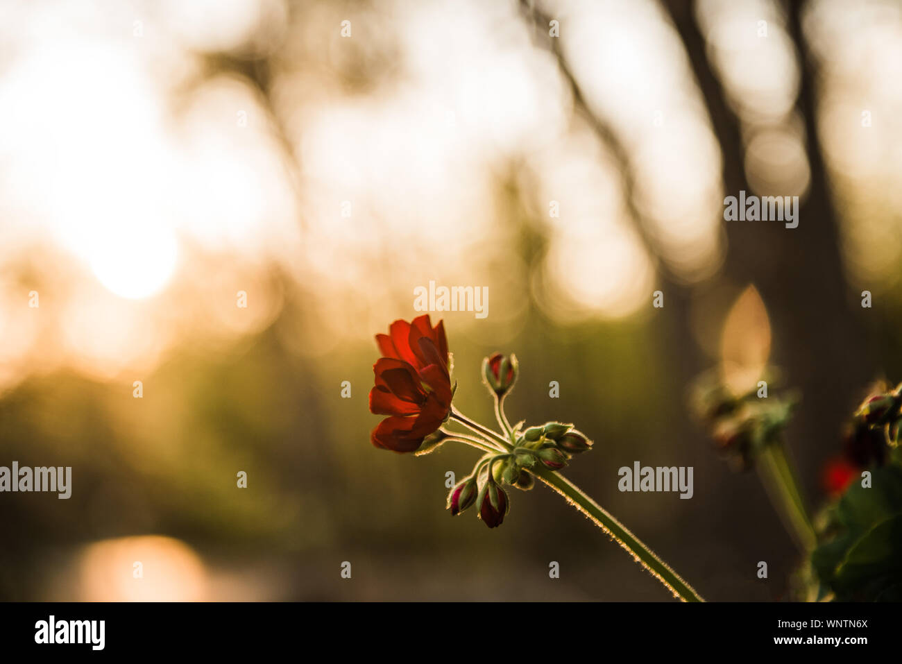 Setting sun on red geranium flower Stock Photo
