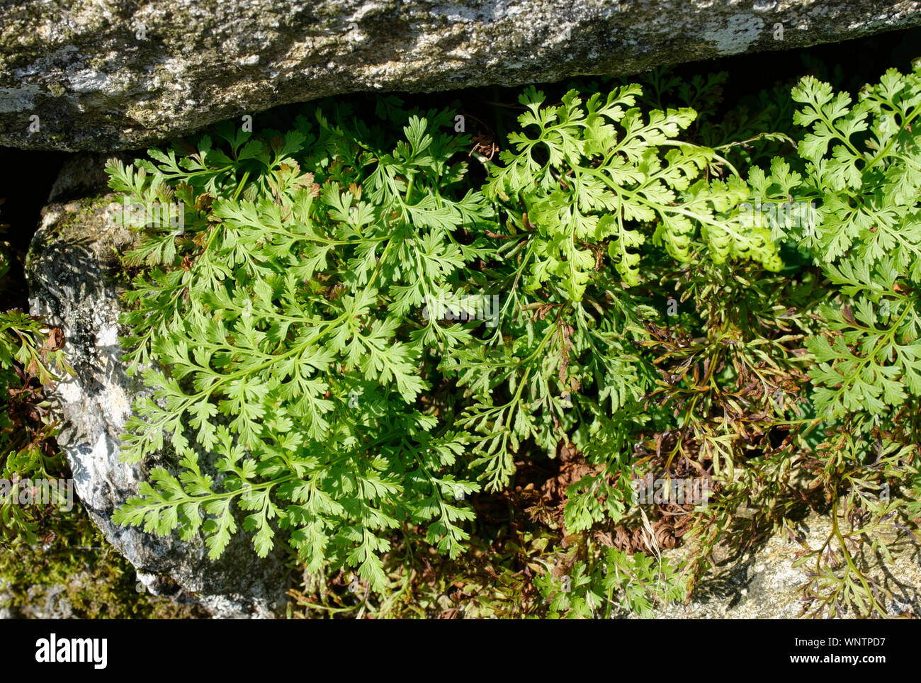 Parsley Fern or Curled Rock Brake - Cryptogramma crispa  Arctic–alpine fern found in mountains of North Wales, North England and Scotland in the UK Stock Photo